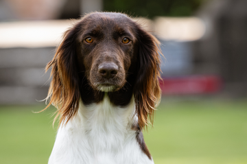 Dog - Expert webshop voor gespecialiseerd hondenmateriaal