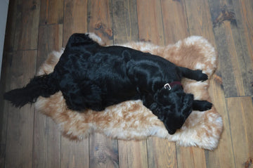 Schaapsvachten voor honden, Dog - Expert webshop voor gespecialiseerd hondenmateriaal