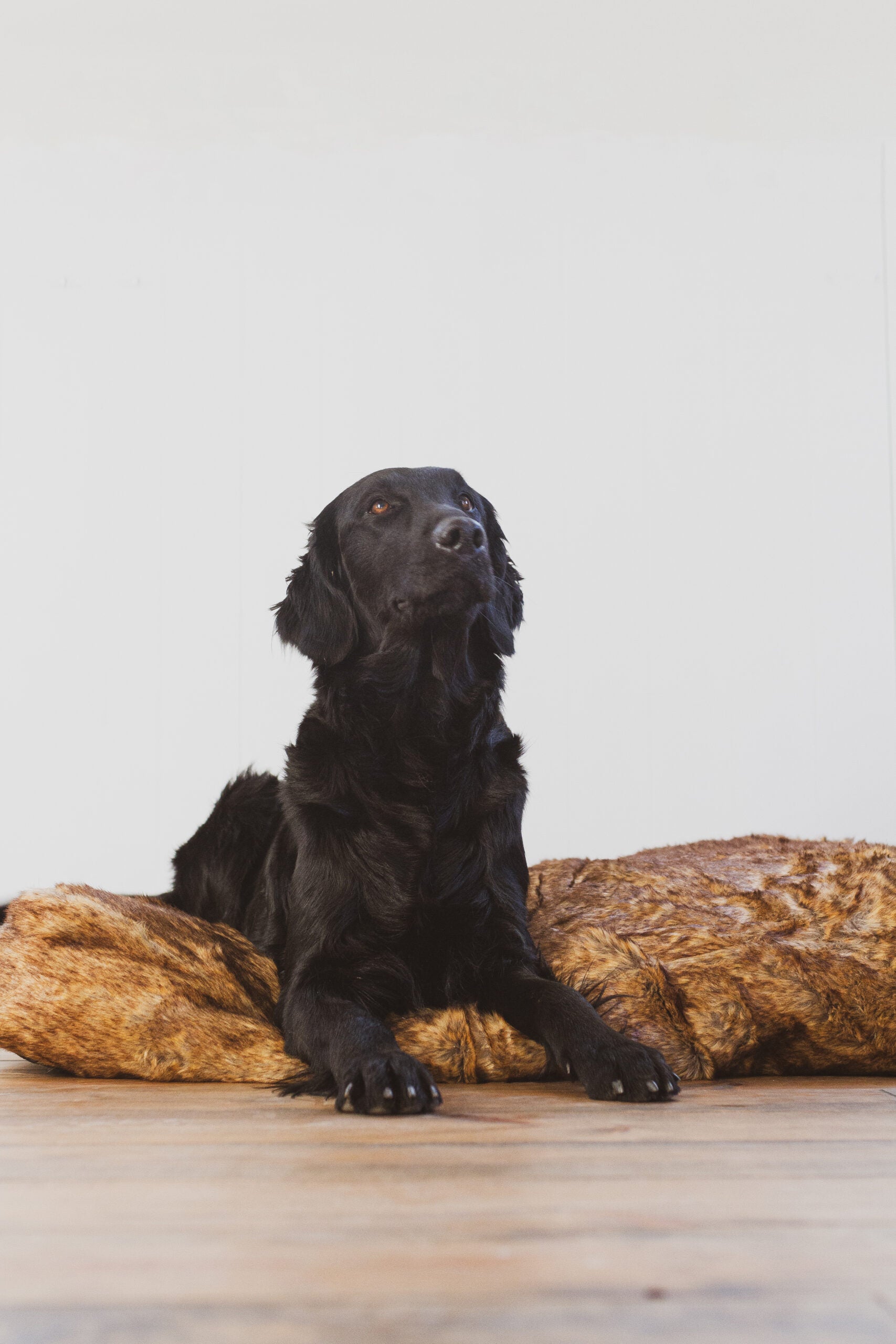 "Boony ligkussen voor honden van zacht bruin pluche, comfortabel en knus, afmetingen 100x70 cm, ideaal om op te liggen en te ontspannen."