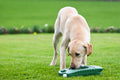 Sporting Saint Porta-Bowl opvouwbare voer- en drinkbak voor honden, lichtgewicht nylon hondenbak voor water, voer en snacks onderweg, ideaal voor wandelingen, hondentraining, jacht, reizen en outdoor activiteiten, Dog - Expert webshop voor gespecialiseerd hondenmateriaal
