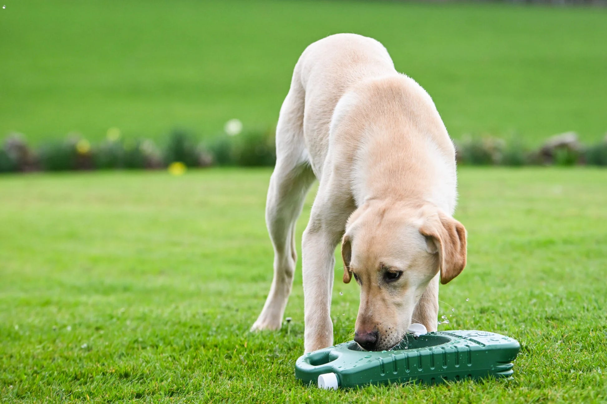 Sporting Saint Porta-Bowl opvouwbare voer- en drinkbak voor honden, lichtgewicht nylon hondenbak voor water, voer en snacks onderweg, ideaal voor wandelingen, hondentraining, jacht, reizen en outdoor activiteiten, Dog - Expert webshop voor gespecialiseerd hondenmateriaal