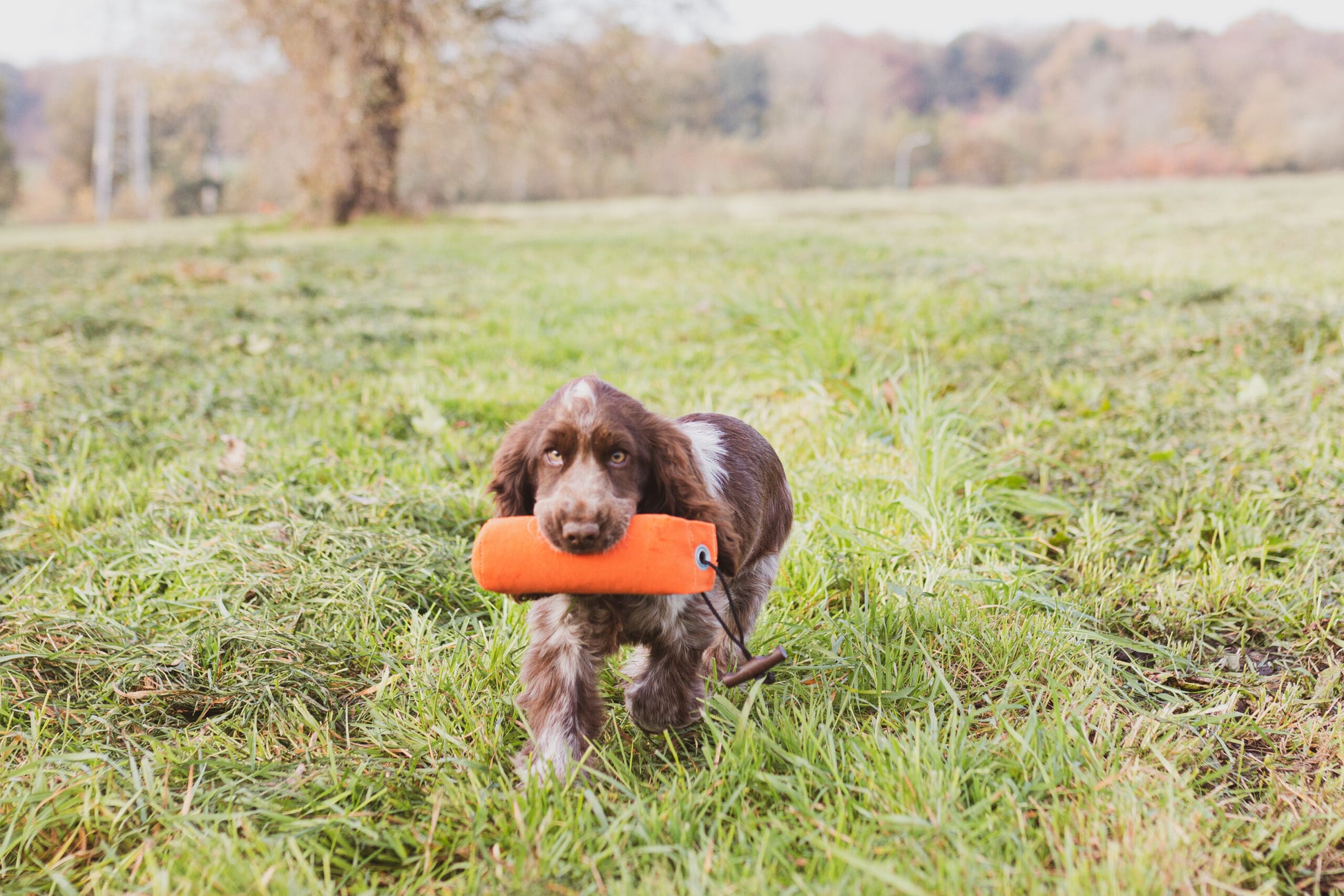 Dummy van 250 gram voor jonge honden, met afgerond en kort lijf voor gemakkelijke grip. Ergonomische kunststof knevel, duurzaam materiaal, geschikt voor water en trainingsgeuren.