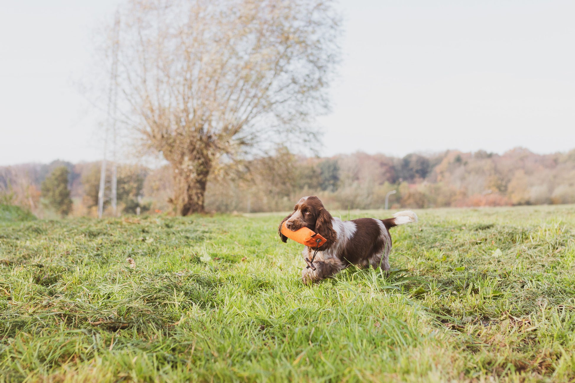 Dummy van 250 gram voor jonge honden, met afgerond en kort lijf voor gemakkelijke grip. Ergonomische kunststof knevel, duurzaam materiaal, geschikt voor water en trainingsgeuren.
