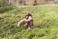 Dummy Konijn Small jacht- en trainingsspeelgoed ca. 27 cm voor kleine honden, realistisch apporteren en geurtraining met konijnenbont, Dog - Expert webshop voor gespecialiseerd hondenmateriaal