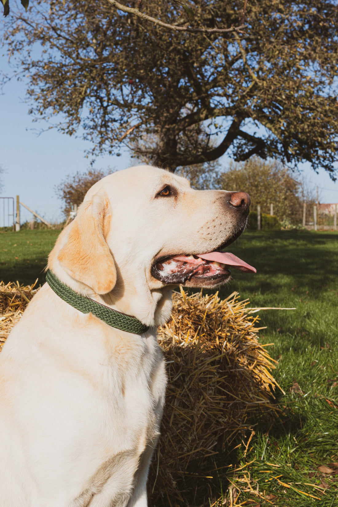 Kentucky dogwear halsband nylon