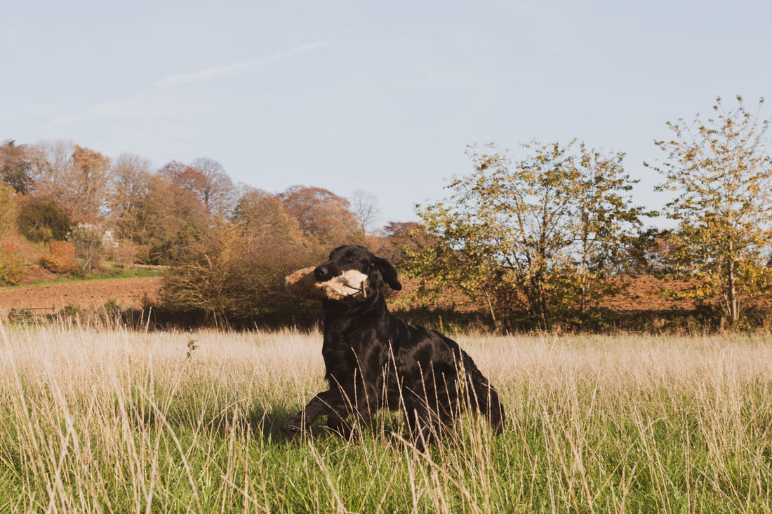 Dummy Konijn jacht- en trainingsspeelgoed ca. 27 cm voor honden, realistisch apporteren en geurtraining met konijnenbont, Dog - Expert webshop voor gespecialiseerd hondenmateriaal