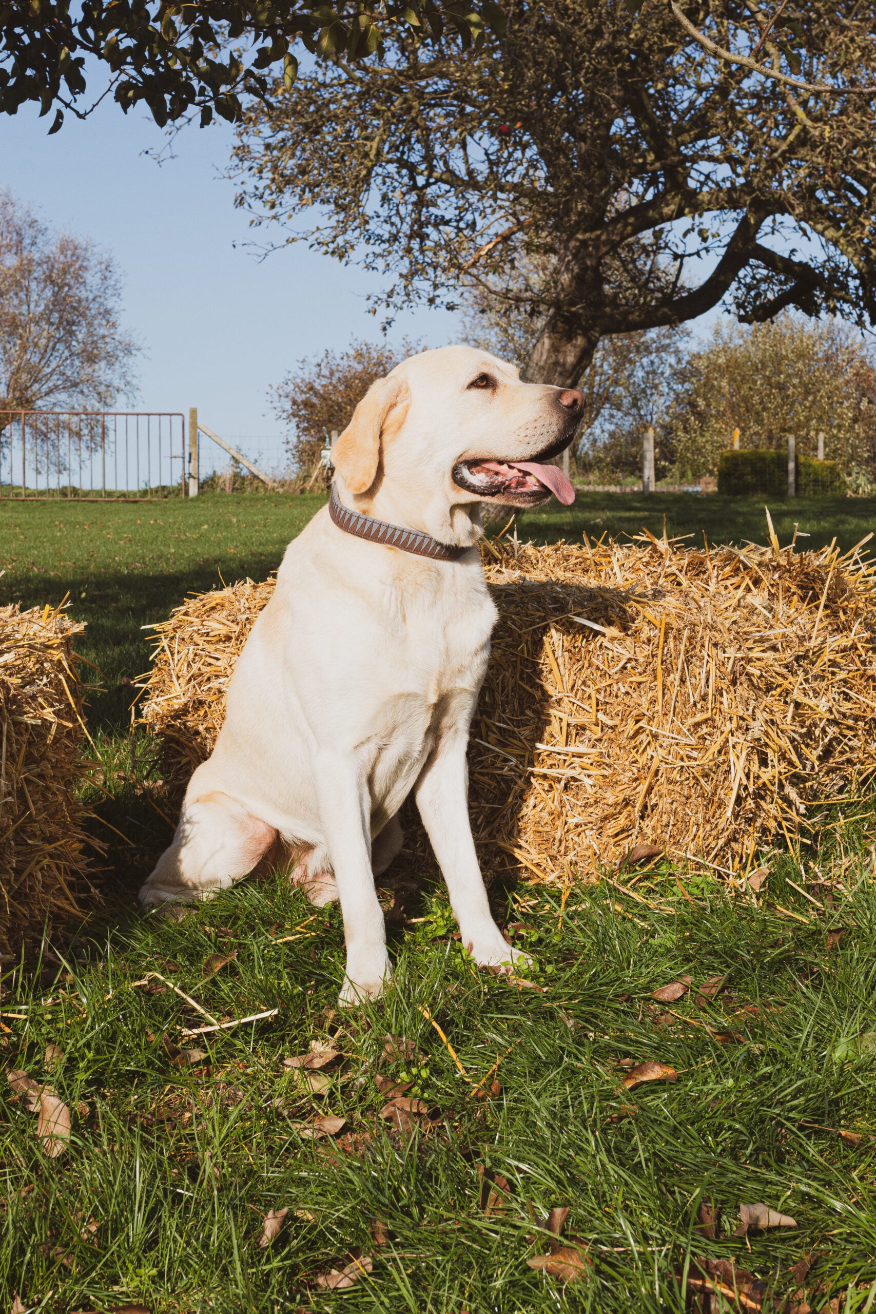 Kentucky Dogwear Triangle hondenhalsband, trendy en stijlvol, velvet microvezel met kunstleren voering voor extra stevigheid en comfort, verstelbaar, gravurehanger voor hondenaam, passend bij Velvet en Loop hondenleibanden.