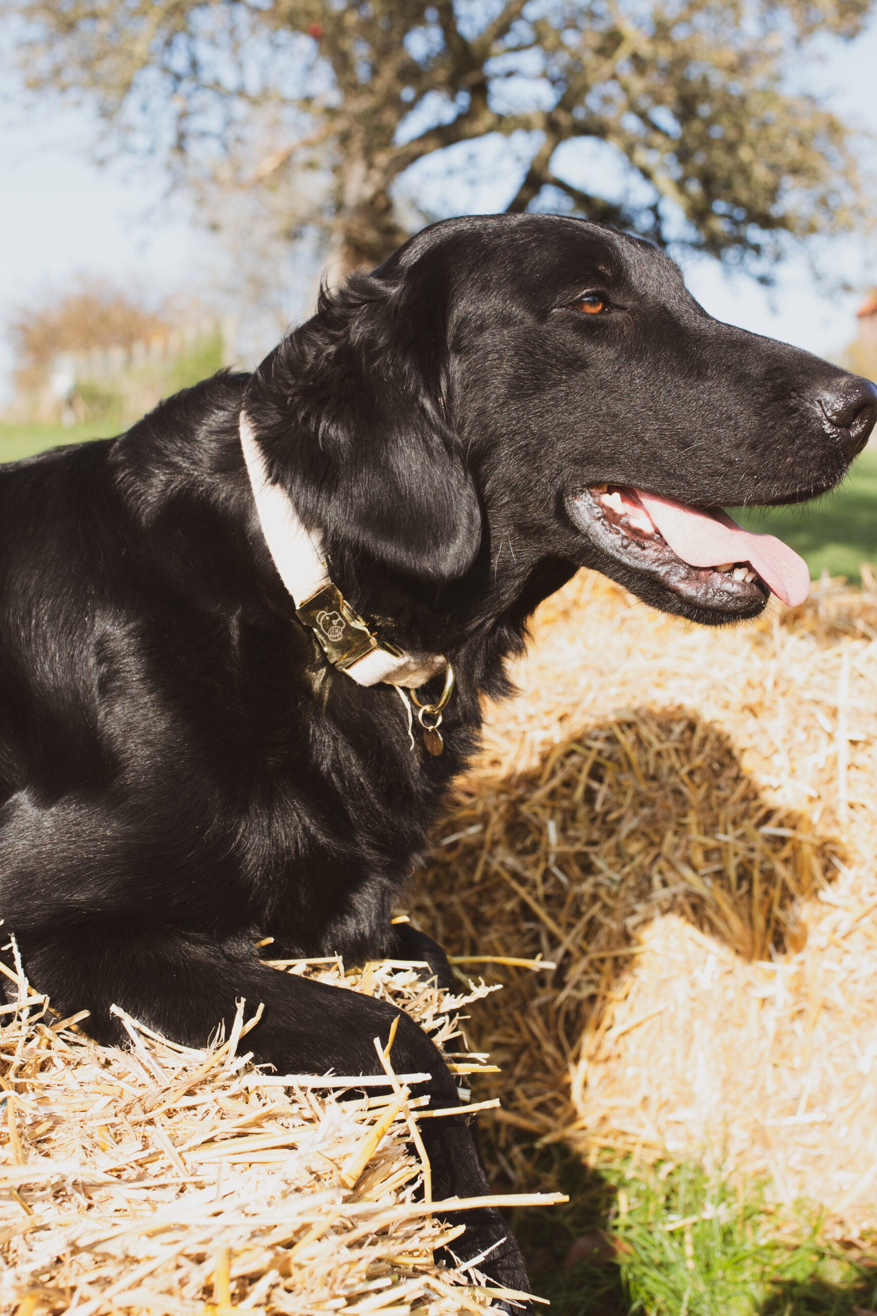Hondenhalsband van wollook stof, vegan, met nylon voering voor comfort en stevigheid, verstelbare maat, voorzien van ring en handige clip, machinewasbaar op 30°C, past bij bijpassende leiband.