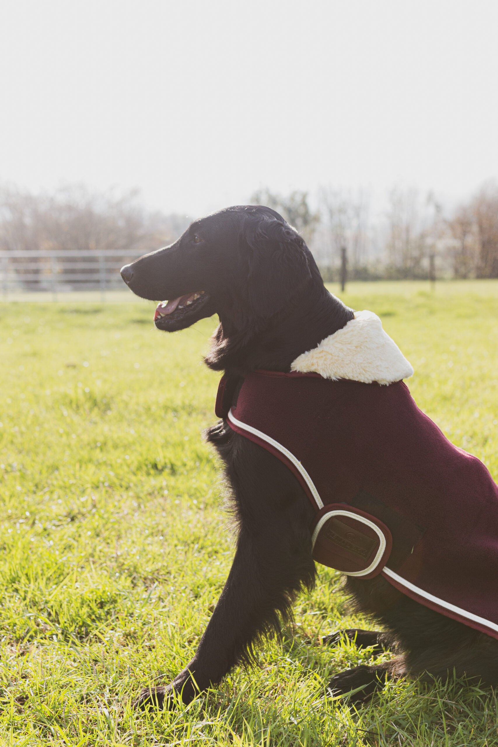 Hondenjas van zware fleece, 100% polyester, licht, warm en ademend, met namaak schapenwol aan de hals, kap uitklapbaar, machinewasbaar op 30°C.