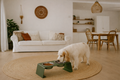 Verhoogde voerbak voor hond en kat in modern design met stalen statief en RVS kommen: Dog - Expert webshop voor gespecialiseerd hondenmateriaal