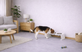 Verhoogde voerbak voor hond en kat in modern design met stalen statief en RVS kommen: Dog - Expert webshop voor gespecialiseerd hondenmateriaal