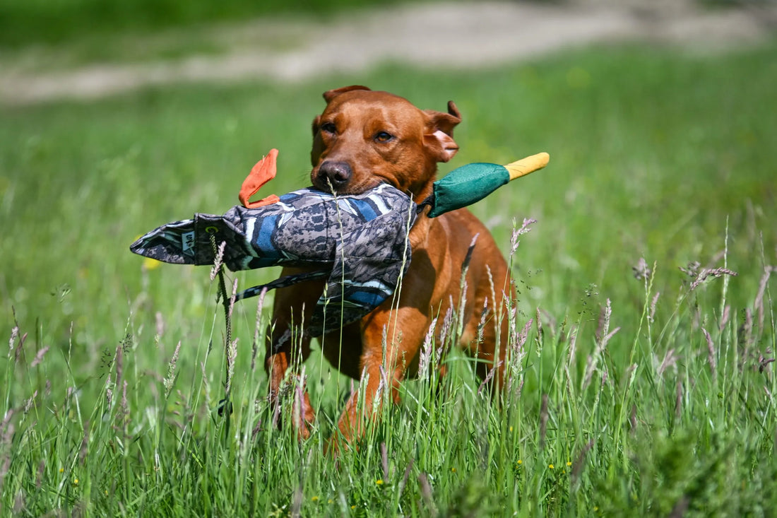 Canvas dummy voor honden met eendenprint geschikt voor water en apporteertraining