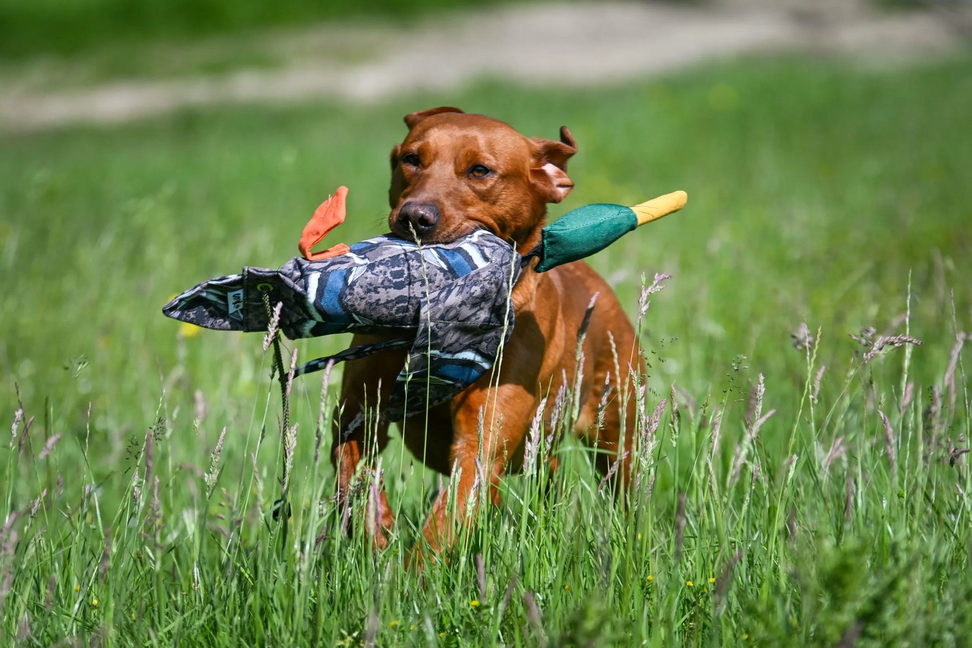 Canvas dummy voor honden met eendenprint geschikt voor water en apporteertraining
