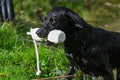 DT Systems Soft-Mouth Trainer GRIP-Tech apporteerdummy voor jacht- en werkhonden, waterdichte trainingsdummy met ergonomische grip voor zachte beet en apporteertraining op land en in het water, Dog - Expert webshop voor gespecialiseerd hondenmateriaal