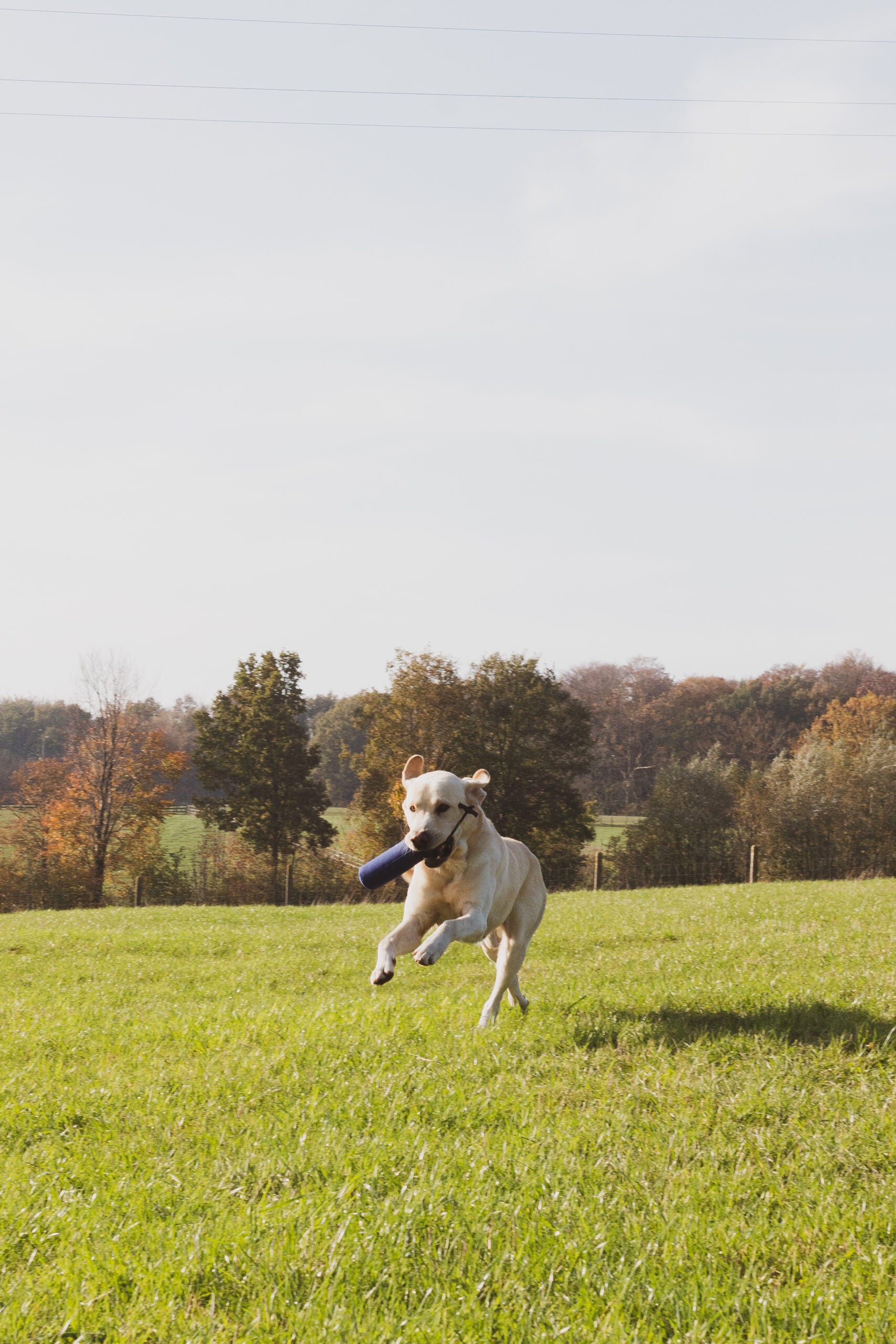 Dummy Standaard 500gram